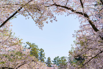【青森県】弘前公園のハート型の桜