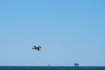 Fototapeta premium Osprey Begins its Descent over the Gulf of Mexico