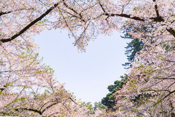 【青森県】弘前公園のハート型の桜