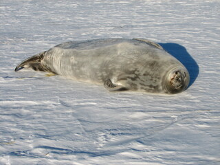 海氷上で寝るウェッデルアザラシ - obrazy, fototapety, plakaty