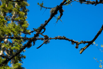Fototapeta premium Green trees with yellow leaves in the forest