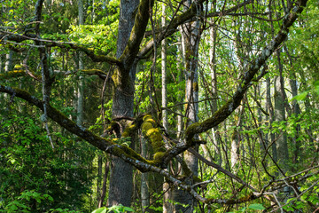 Green trees with yellow leaves in the forest