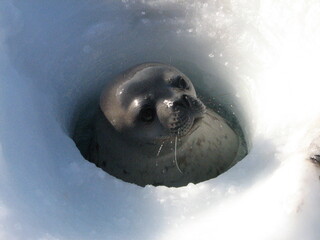 海氷の穴から顔を出すウェッデルアザラシ © Nari Pen