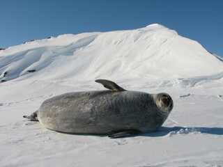 海氷上で寝るウェッデルアザラシ