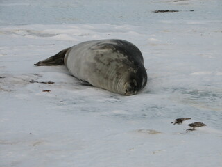 海氷上で寝るウェッデルアザラシ