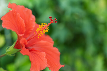 Red hibiscus flower on a green background. In the tropical garden.