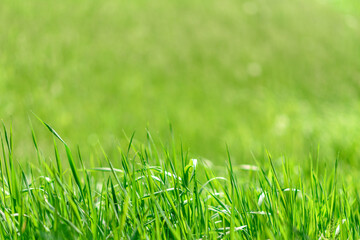 Beautiful green plants in the garden on a warm summer day