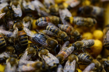 Bienenzucht mit Drohne auf Rähmchen gemeinsam mit Arbeiterbienen in der Bienenzucht
