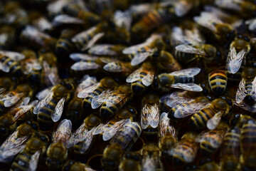 Honigbienen, Apis mellifera, dicht auf der Wabe, guter Wabensitz, buckfast und carnica