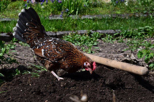 Alte H&uuml;hnerrasse Stoapipperl, scharrt im Garten, Henne mit braunem, geflecktem Gefieder, hellen Beinen, kleinem Kamm, langen Schwanzfedern, im Biogarten