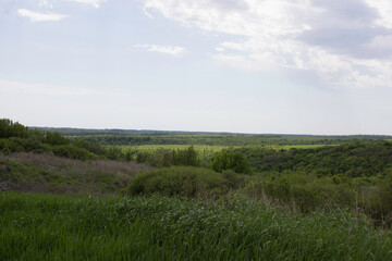 flower, spring, nature, blue, plant, green, purple, flowers, meadow, summer, bloom, macro, beautiful, beauty, blossom, grass, flora, garden, floral, petal, wild, veronica, leaf, closeup, violet