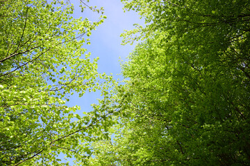 Sattgrüne, frische Blätter an Bäumen im Frühling, Froschperspektive