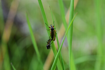 Paarung der Märzfliege, Bibio marci oder Dilophus strigilatus, auf Gras im Frühling