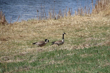 Geese On The Land, Pylypow Wetlands, Edmonton, Alberta