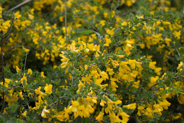 flower, spring, nature, blue, plant, green, purple, flowers, meadow, summer, bloom, macro, beautiful, beauty, blossom, grass, flora, garden, floral, petal, wild, veronica, leaf, closeup, violet