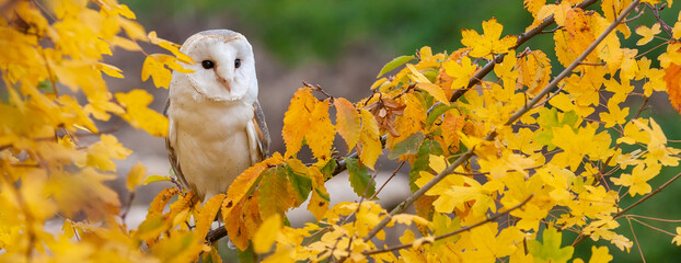 Panorama Barn Owl in a Tree During Autumn or Fall Panoramic Web Banner Header - 433940785