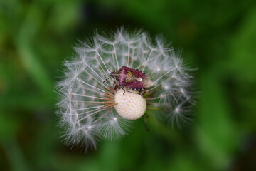 Beerenwanze in dunkelrot, violett, Dolycoris baccarum, auf Pusteblume Löwenzahn mit Samen vor grünem Hintergrund