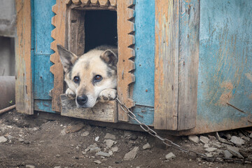 dog on a chain looks sadly from his doghouse, guard the house, watchdog