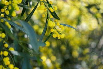 Mimosa tree with bunches of fluffy tender flowers