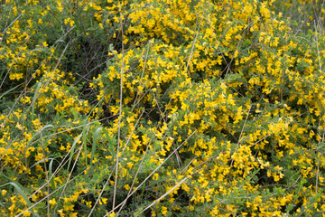 flower, spring, nature, blue, plant, green, purple, flowers, meadow, summer, bloom, macro, beautiful, beauty, blossom, grass, flora, garden, floral, petal, wild, veronica, leaf, closeup, violet