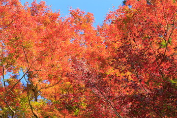 晴れた日の紅葉