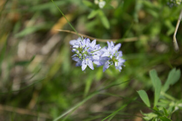 flower, spring, nature, blue, plant, green, purple, flowers, meadow, summer, bloom, macro, beautiful, beauty, blossom, grass, flora, garden, floral, petal, wild, veronica, leaf, closeup, violet