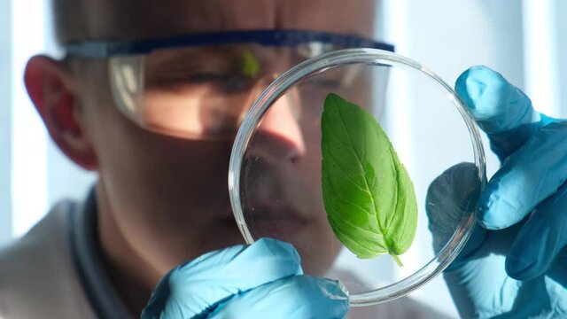 Scientist observes a plant placed in a petri dish, closeup. GMO Biological agriculture research genetic engineering laboratory