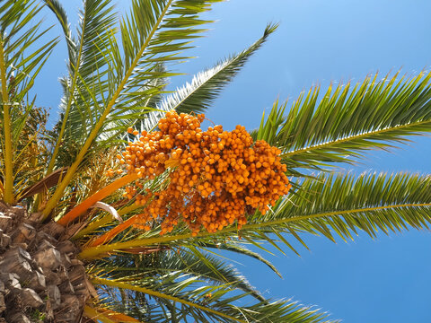 Palm tree with orange dates and blue sky in the sun
