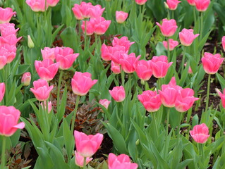 The blooming flowers are tulips on a background of green grass.
