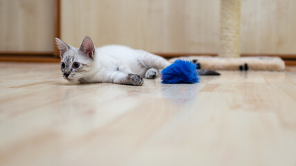 Fototapeta na wymiar A gray cat plays at home and he likes the life of a cat, the kitten's blue eyes, the kitty lies on the floor playing with a blue toy mouse, a healthy playful pet fidget