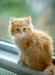 British long hair red tubby kitten