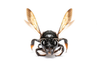 Image of fire tail resin bee isolated on white background. Animal. Insect.