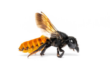 Image of fire tail resin bee isolated on white background. Animal. Insect.