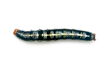 Image of caterpillar of moth isolated on white background. Animal. Insect.