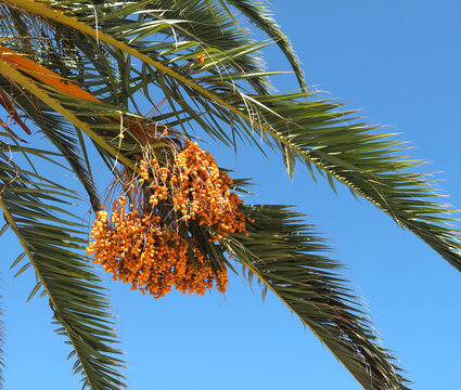 Palm tree with orange dates and blue sky in the sun
