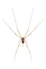 Image of two tailed Spider(Hersilia sp.) isolated on white background. Animal. Insect.