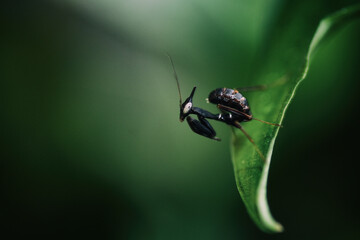 Modliszka Liściogłowa (Phyllocrania paradoxa) © Marcin Radło