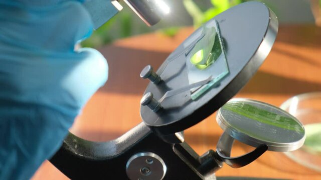 Scientist doing leaf analysis of a plant sample under a microscope, close-up. GMO Biological agriculture research genetic engineering laboratory