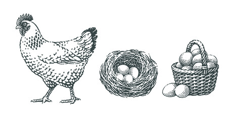 Forest, farm, chicken, bird nest with four eggs into it and basket with eggs. Chicken, farm domestic animals.
Hand drawn engraving vintage style vector illustrations.
