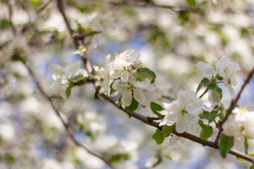 Apple tree in bloom.Blooming branches of an apple tree in the garden in spring.Selective focus.