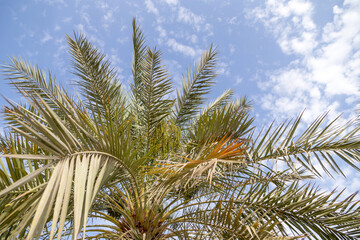Obraz na płótnie Canvas Female dates flowers coming out of the spathe in a date palm. View looking up.