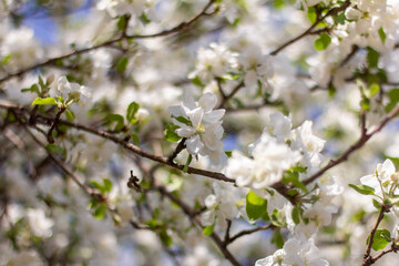 Obraz premium Apple tree in bloom.Blooming branches of an apple tree in the garden in spring.Selective focus.
