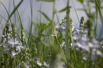 flower, spring, nature, blue, plant, green, purple, flowers, meadow, summer, bloom, macro, beautiful, beauty, blossom, grass, flora, garden, floral, petal, wild, veronica, leaf, closeup, violet