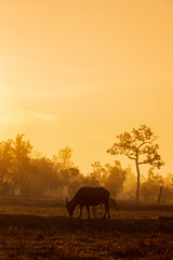 Fototapeta na wymiar Morning sun Shining through the beautiful scenery And buffalo in the fields of rural Thailand