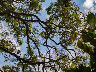 Amazonia