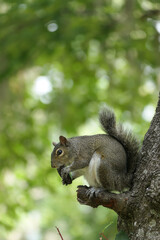 squirrel on a tree eating a cookie