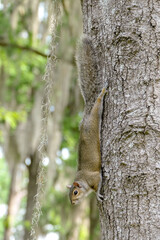 squirrel on a tree