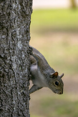 squirrel on a tree