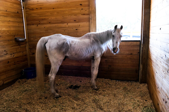 Abused Neglected Horse