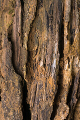old weathered rotten tree trunk background texture, closeup abstract, wallpaper, backdrop of decayed wood 